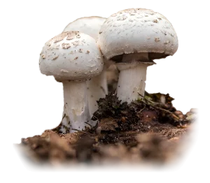 sampinjon 002